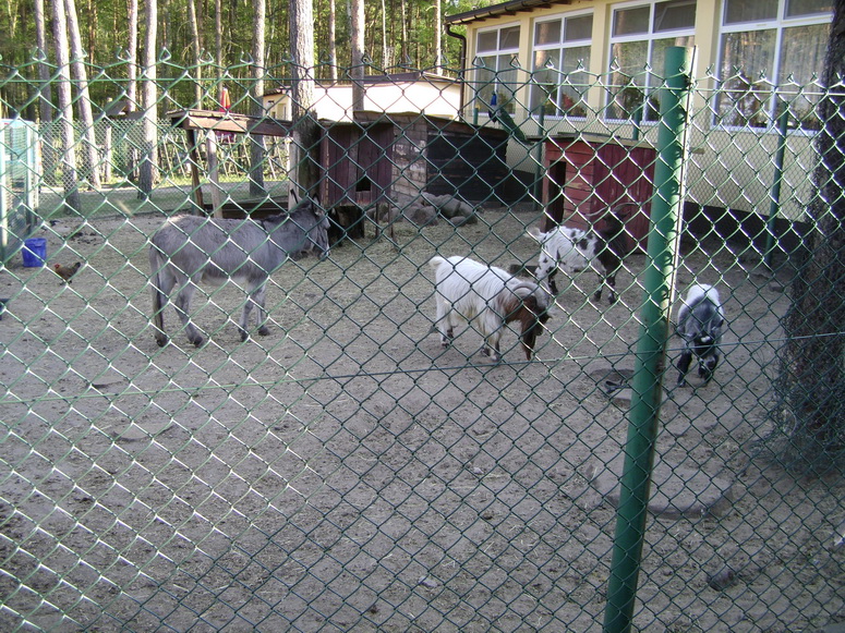 Dziwaczna gadzina - Fotka 01