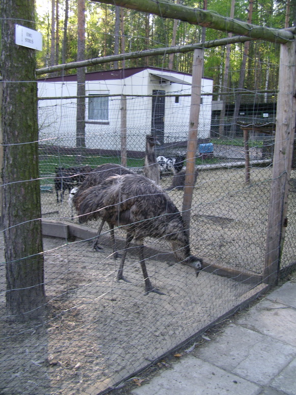 Dziwaczna gadzina - Fotka 02