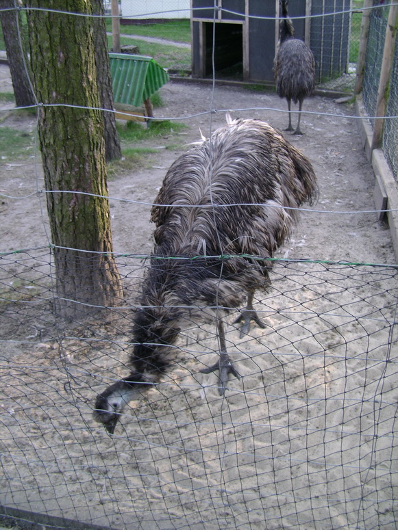 Dziwaczna gadzina - Fotka 05