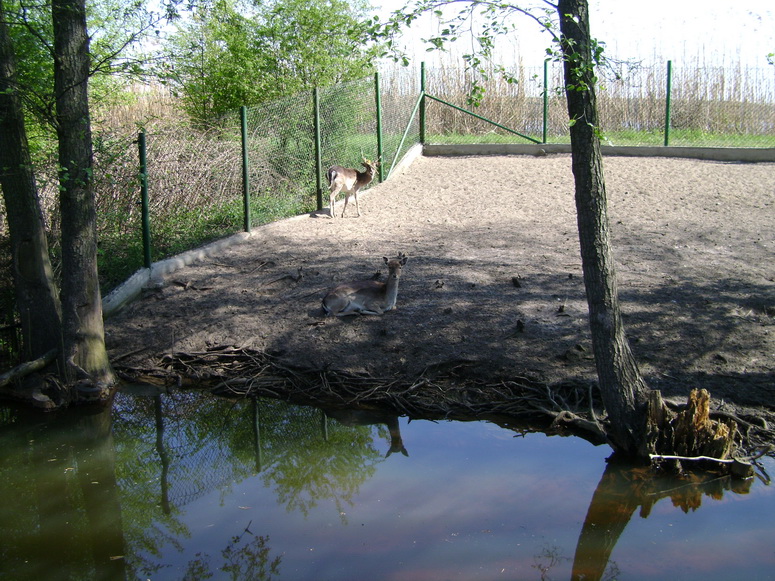 Dziwaczna gadzina - Fotka 09