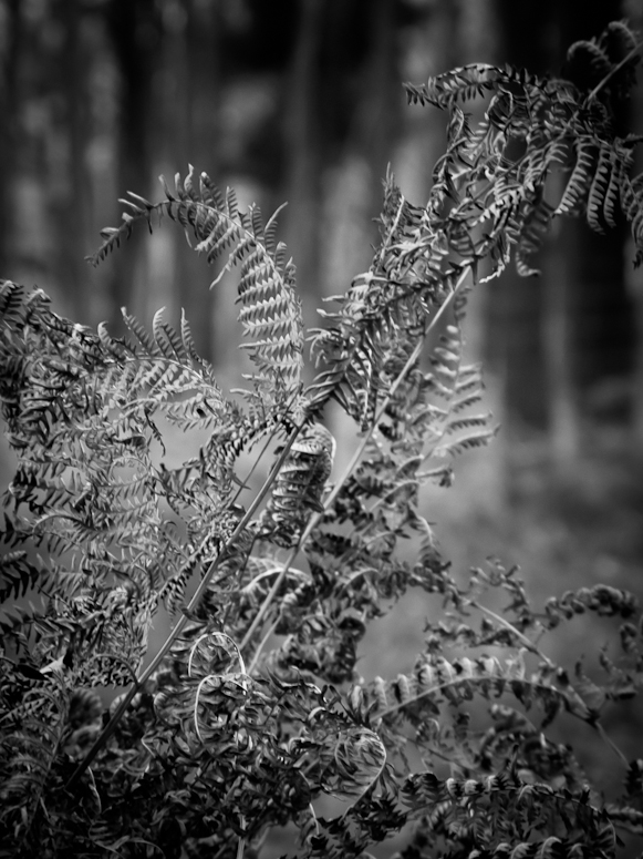 Ĺaziska - Fotka 44