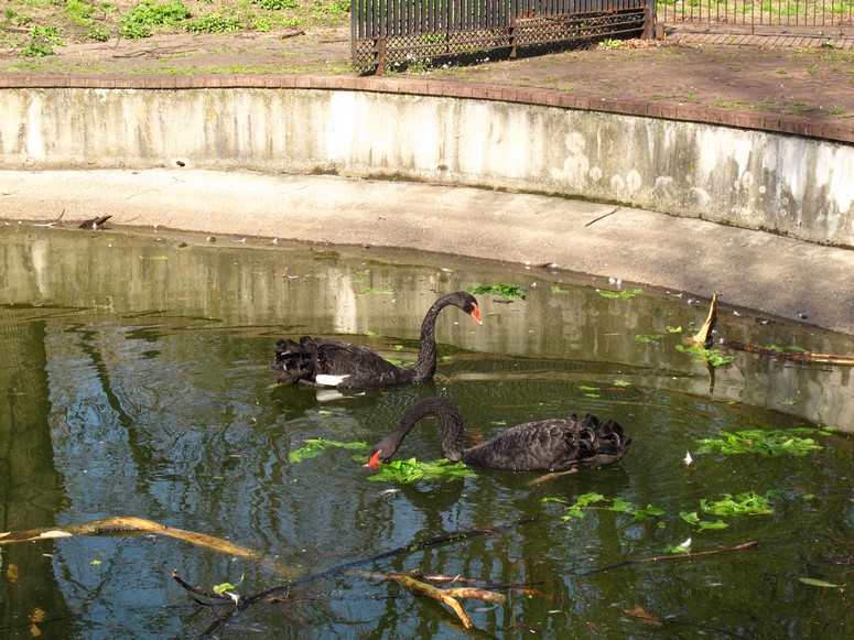 Zoo ChorzĂłw - Fotka 03