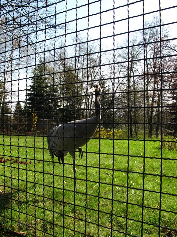 Zoo ChorzĂłw - Fotka 04