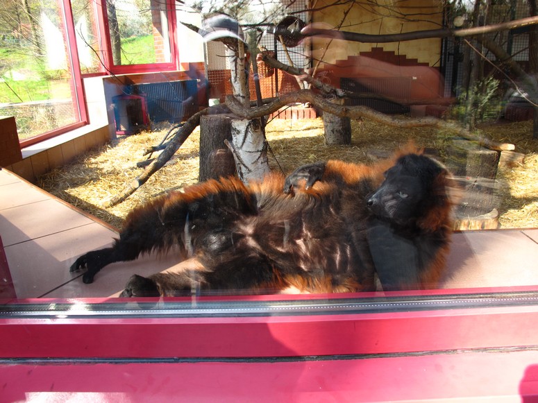 Zoo ChorzĂłw - Fotka 05
