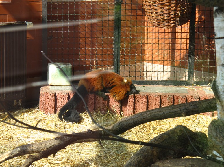 Zoo ChorzĂłw - Fotka 06