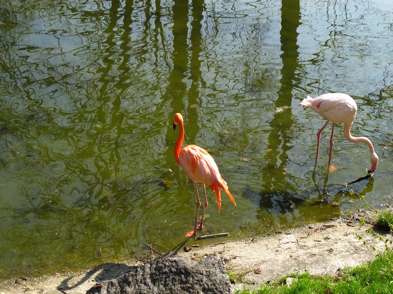 Zoo ChorzĂłw - Fotka 07