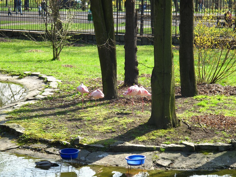 Zoo ChorzĂłw - Fotka 08
