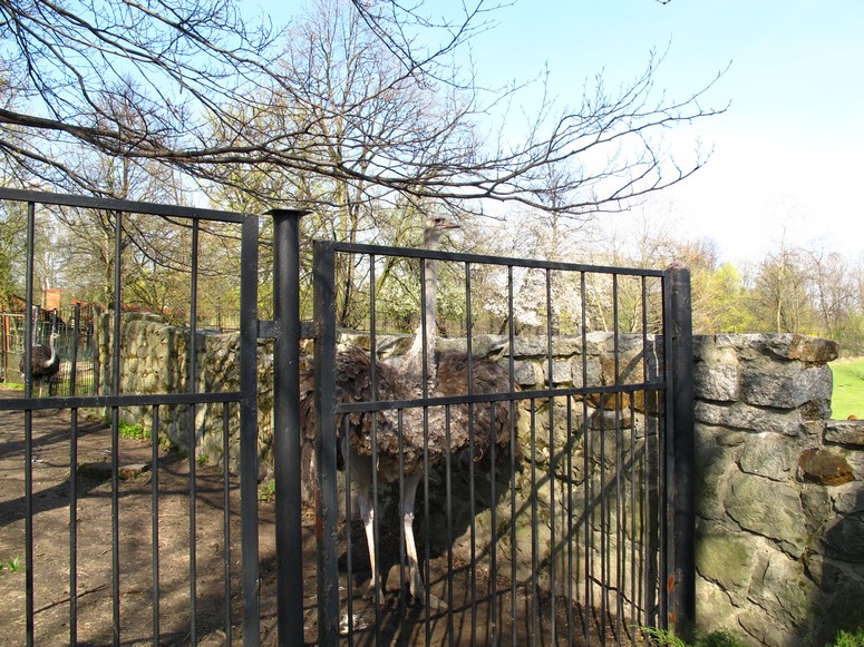 Zoo ChorzĂłw - Fotka 09