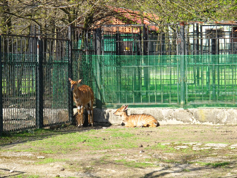 Zoo ChorzĂłw - Fotka 10