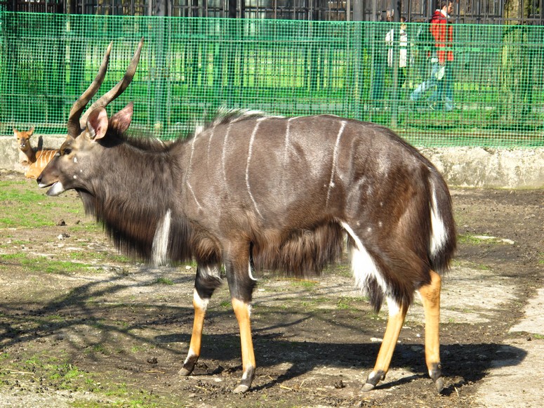 Zoo ChorzĂłw - Fotka 11