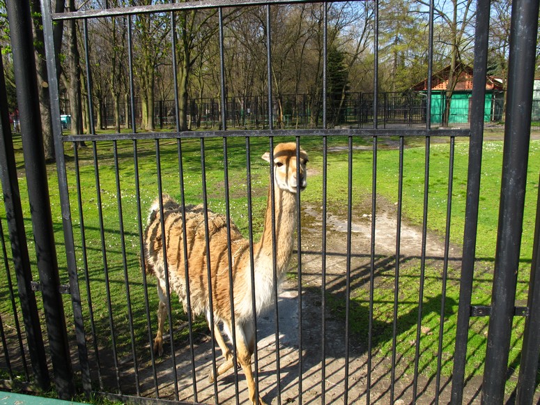 Zoo ChorzĂłw - Fotka 12