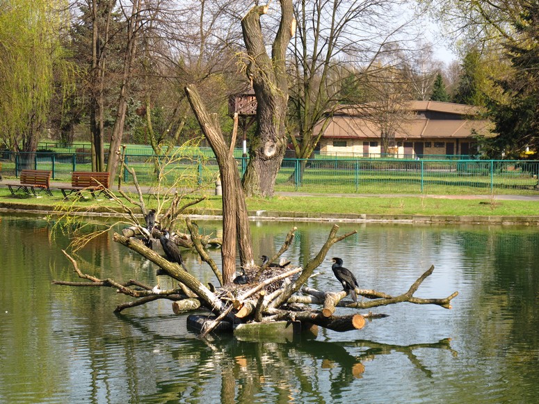 Zoo ChorzĂłw - Fotka 13