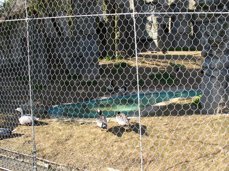 Zoo ChorzĂłw - Fotka 15
