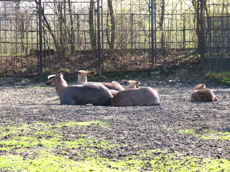 Zoo ChorzĂłw - Fotka 16