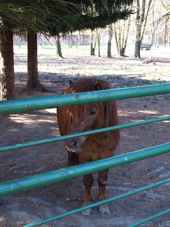 Zoo ChorzĂłw - Fotka 17