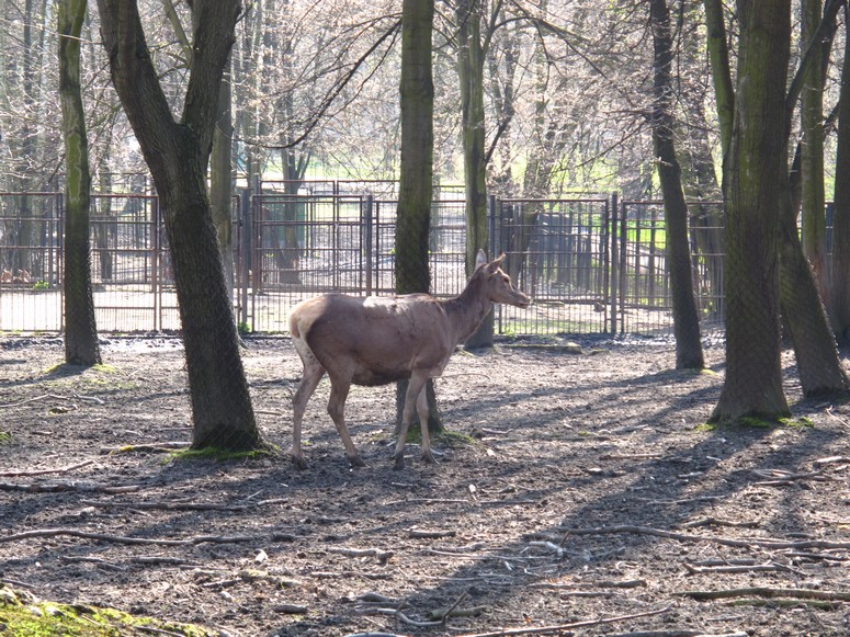 Zoo ChorzĂłw - Fotka 18