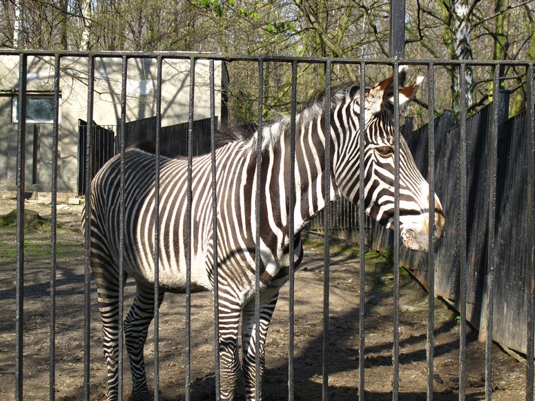 Zoo ChorzĂłw - Fotka 19