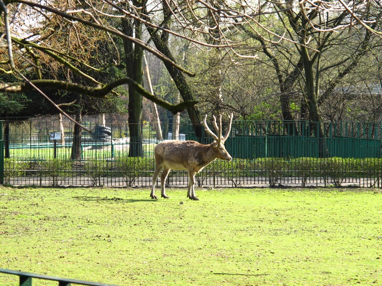 Zoo ChorzĂłw - Fotka 20