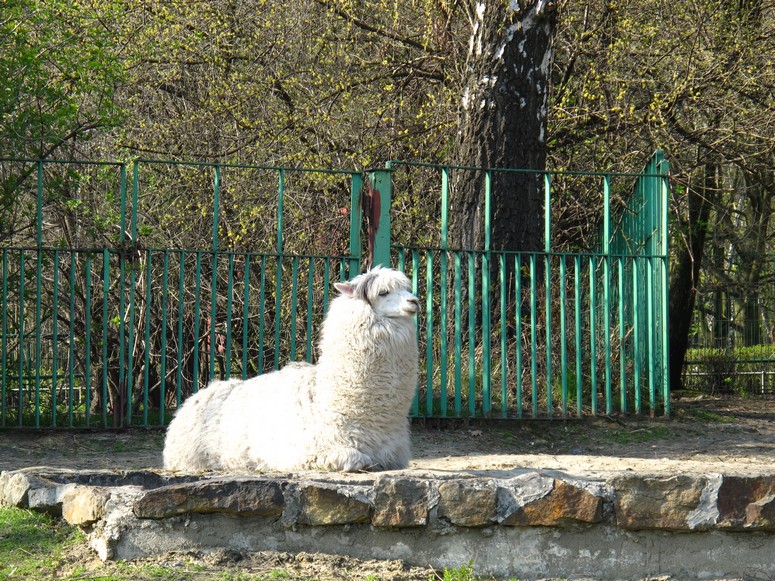 Zoo ChorzĂłw - Fotka 21