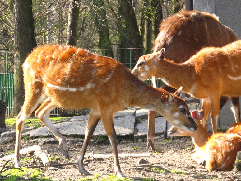 Zoo ChorzĂłw - Fotka 22