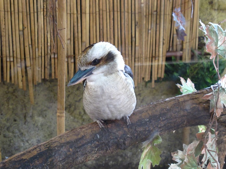 Zoo ChorzĂłw - Fotka 23