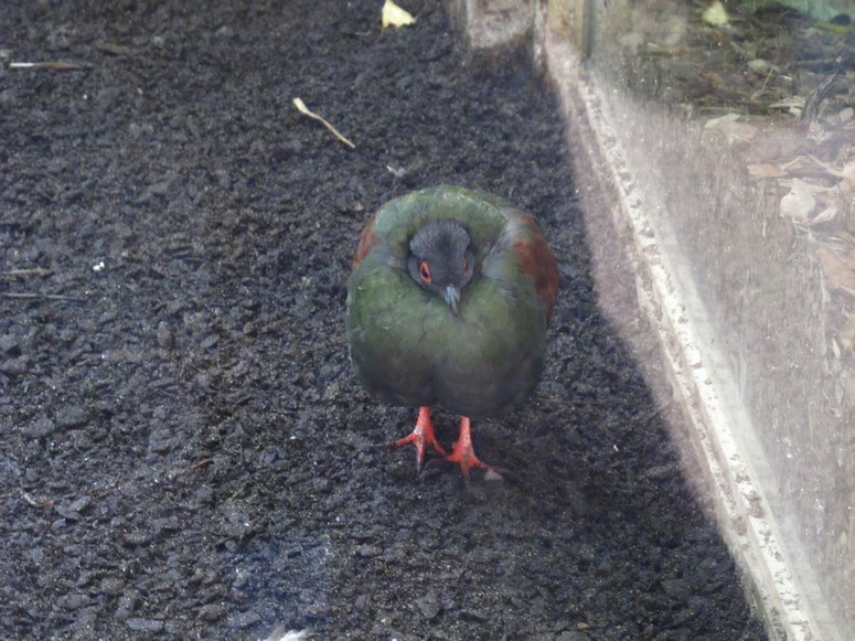 Zoo ChorzĂłw - Fotka 24