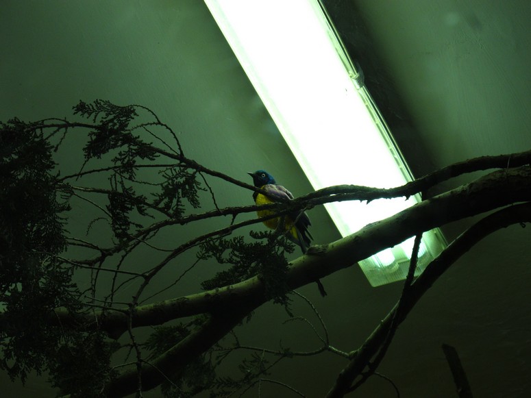 Zoo ChorzĂłw - Fotka 26