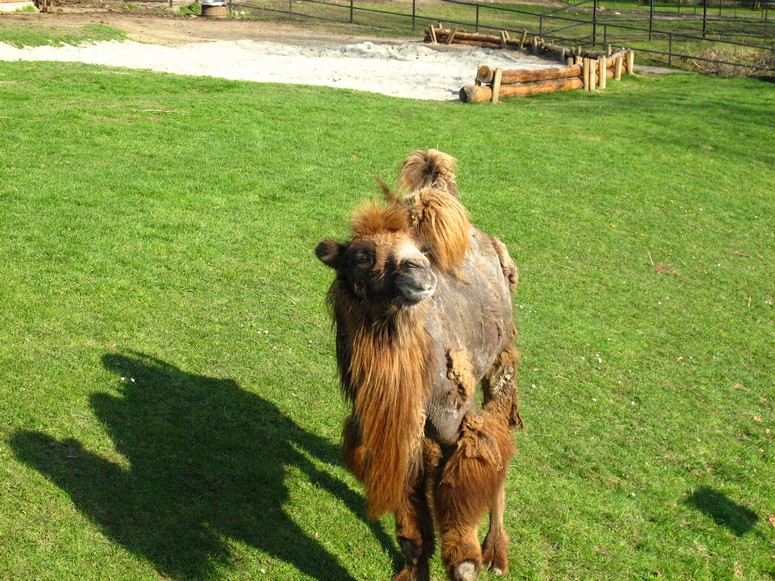 Zoo ChorzĂłw - Fotka 31