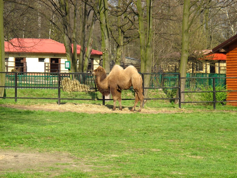 Zoo ChorzĂłw - Fotka 32