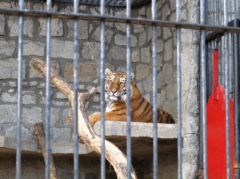 Zoo ChorzĂłw - Fotka 33
