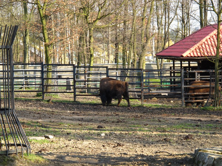 Zoo ChorzĂłw - Fotka 36
