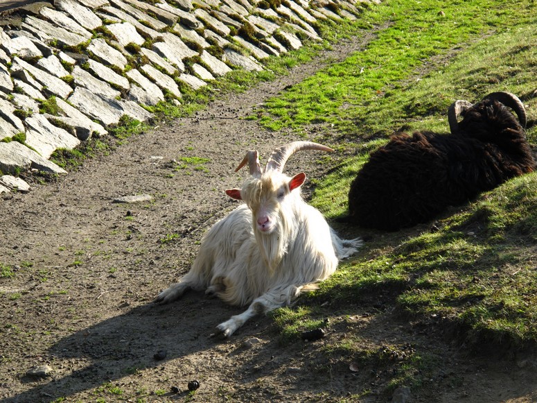 Zoo ChorzĂłw - Fotka 37