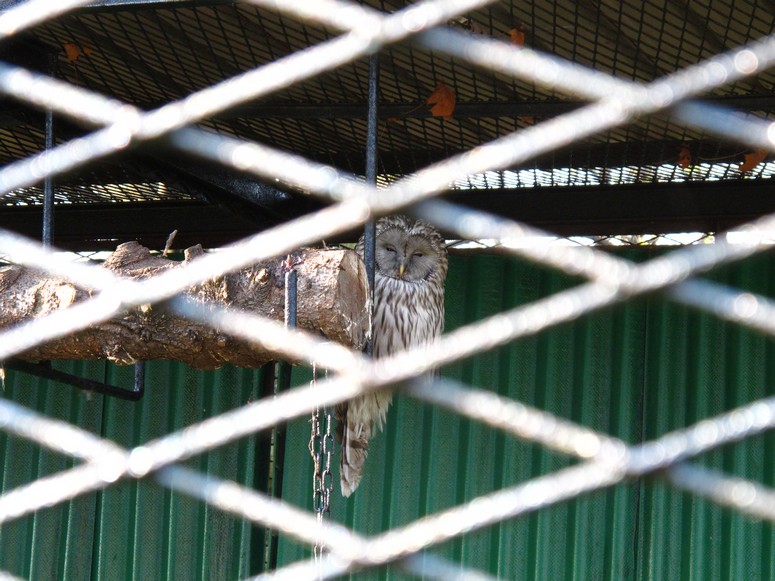 Zoo ChorzĂłw - Fotka 38