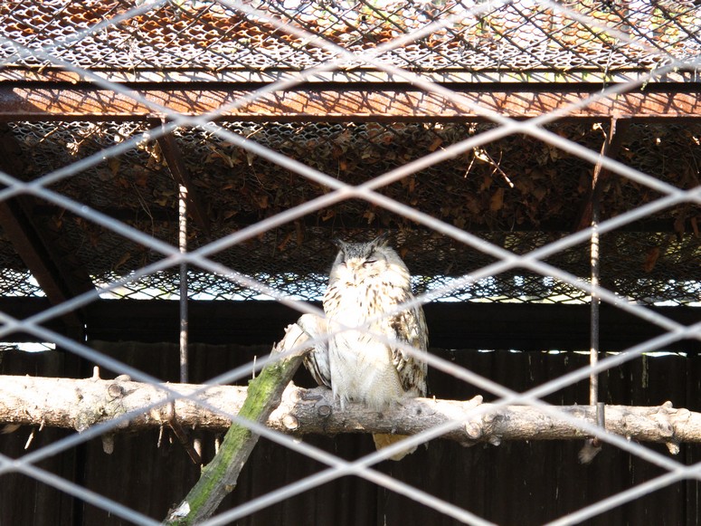 Zoo ChorzĂłw - Fotka 39