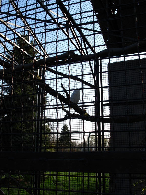 Zoo ChorzĂłw - Fotka 40