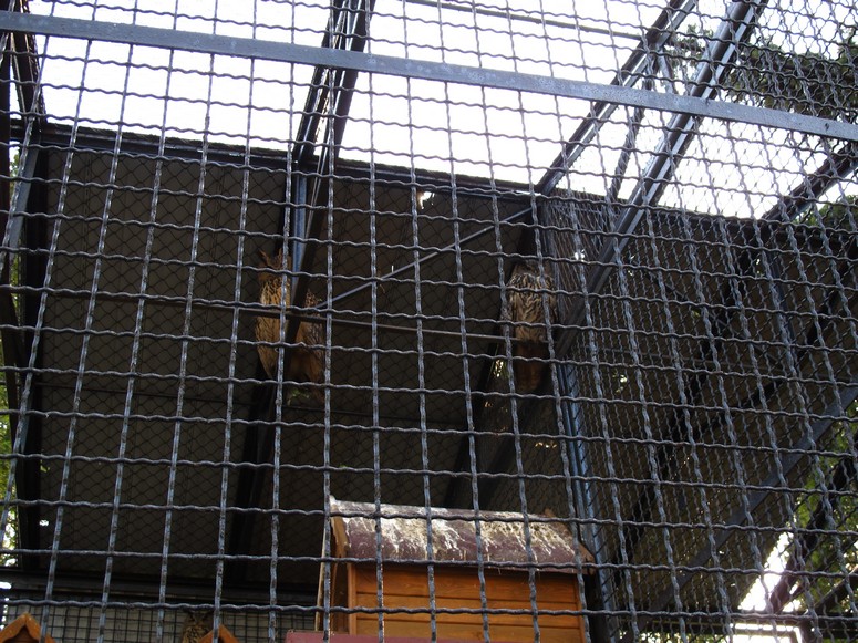 Zoo ChorzĂłw - Fotka 41