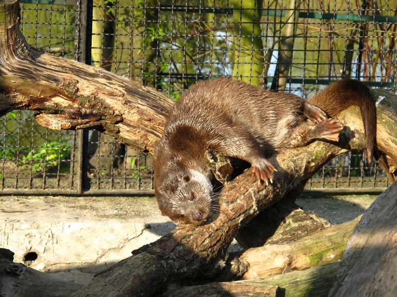 Zoo ChorzĂłw - Fotka 42