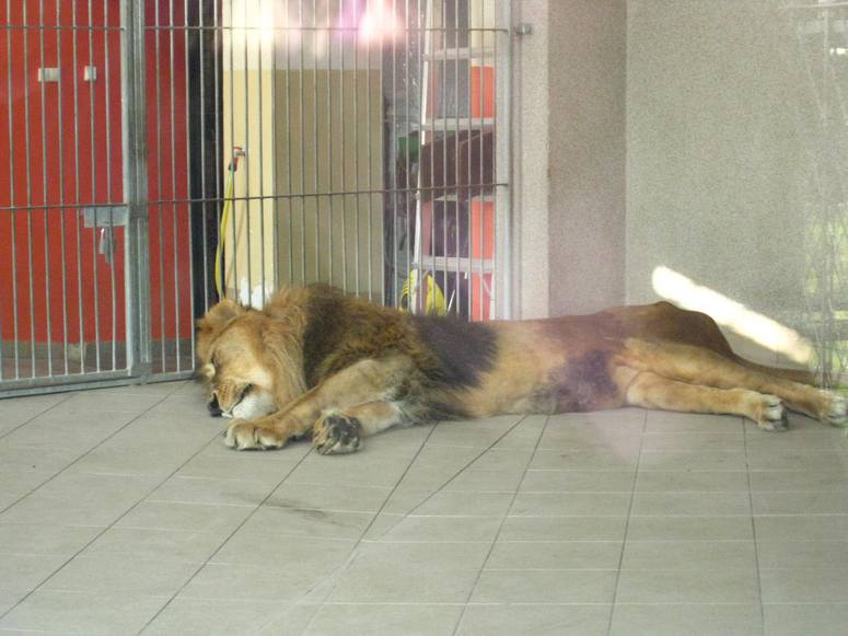 Zoo ChorzĂłw - Fotka 43