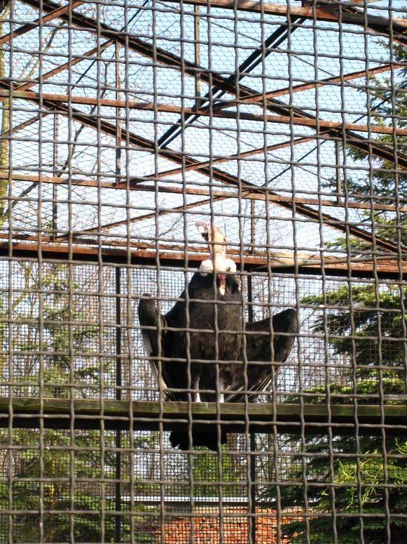 Zoo ChorzĂłw - Fotka 45