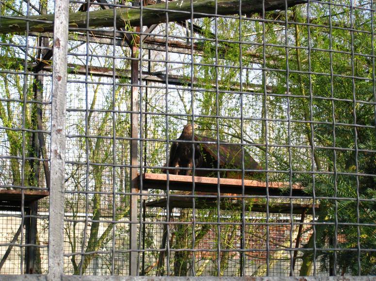 Zoo ChorzĂłw - Fotka 46