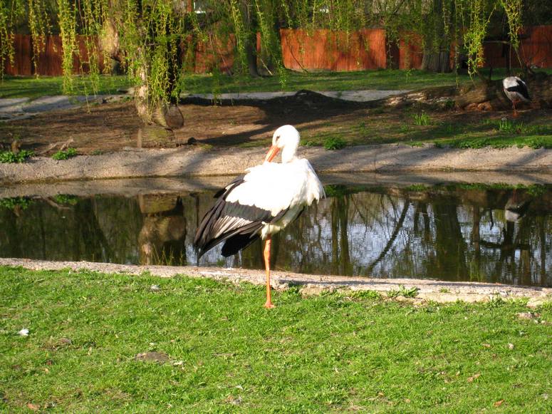 Zoo ChorzĂłw - Fotka 47