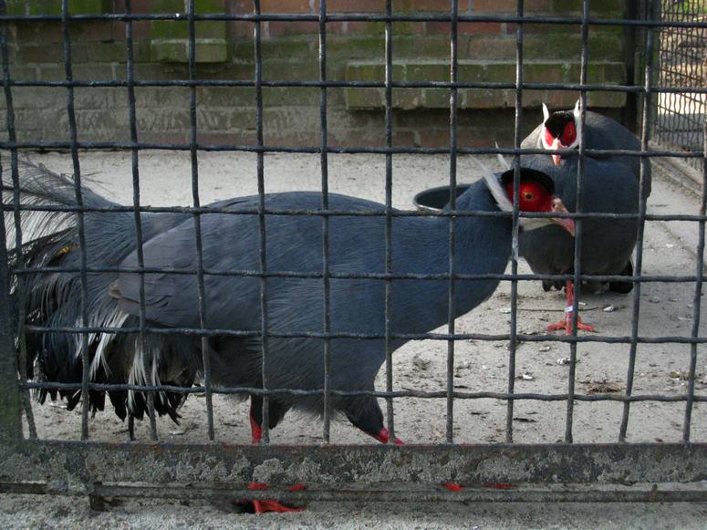 Zoo ChorzĂłw - Fotka 48