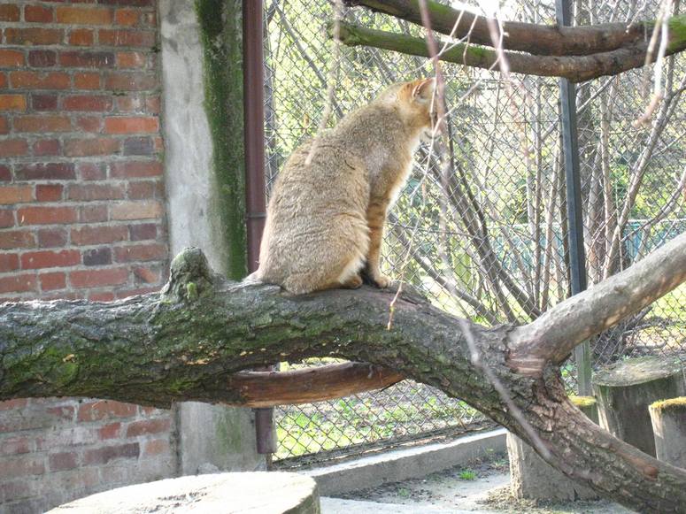 Zoo ChorzĂłw - Fotka 49