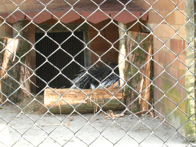 Zoo ChorzĂłw - Fotka 50