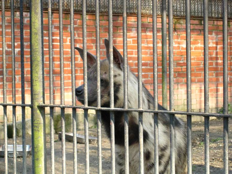 Zoo ChorzĂłw - Fotka 51