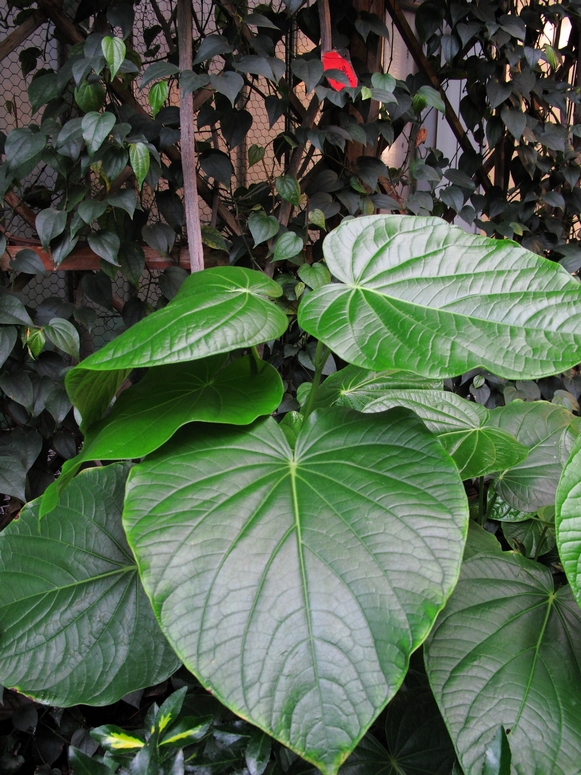 Palmiarnia Gliwice - Fotka 03