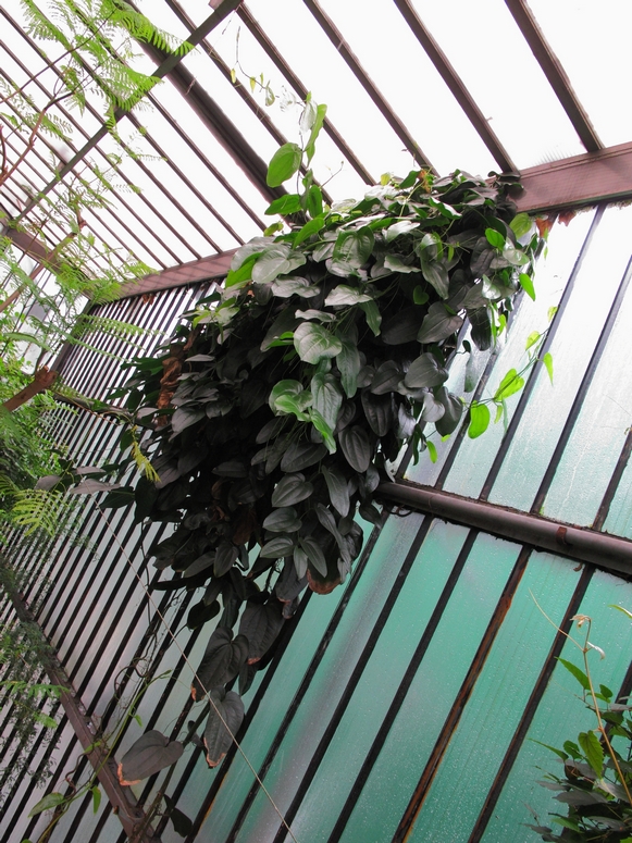 Palmiarnia Gliwice - Fotka 11