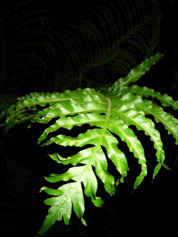 Palmiarnia Gliwice - Fotka 22