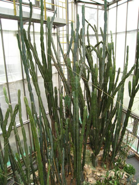 Palmiarnia Gliwice - Fotka 36