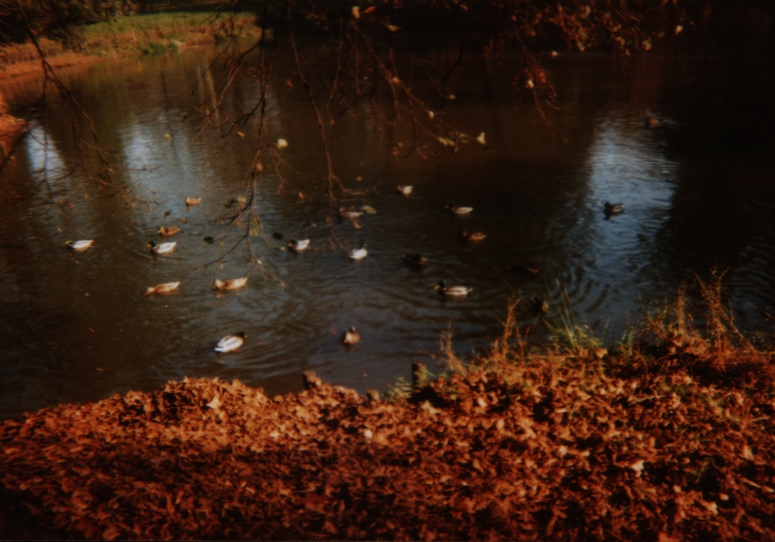 Pszczyna - Fotka 08